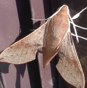 Hippotion scrofa at Burra, NSW - 23 Jan 2017