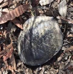 Chelodina longicollis (Eastern Long-necked Turtle) at Gungahlin, ACT - 23 Jan 2017 by CedricBear