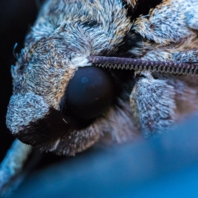 Psilogramma (genus) (A Psilogramma moth) at Gordon, ACT - 21 Jan 2017 by PhotosByCowz