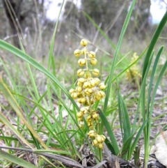 Lomandra filiformis (Wattle Mat-rush) at Mount Taylor - 2 Nov 2009 by MatthewFrawley