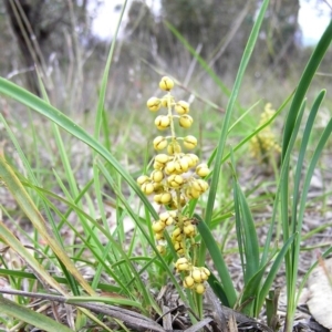 Lomandra filiformis at Kambah, ACT - 3 Nov 2009 12:00 AM