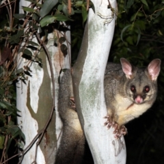 Trichosurus vulpecula (Common Brushtail Possum) at Higgins, ACT - 7 May 2015 by Alison Milton