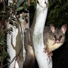 Trichosurus vulpecula (Common Brushtail Possum) at Higgins, ACT - 7 May 2015 by AlisonMilton