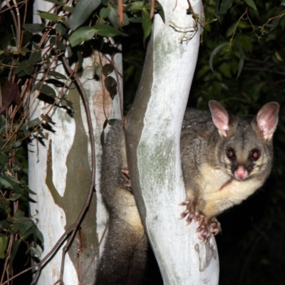 Trichosurus vulpecula (Common Brushtail Possum) at Higgins, ACT - 7 May 2015 by Alison Milton