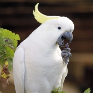 Cacatua galerita at Higgins, ACT - 19 Mar 2016 07:15 PM