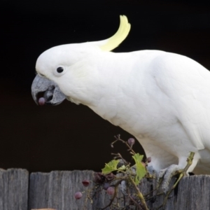 Cacatua galerita at Higgins, ACT - 19 Mar 2016 07:15 PM