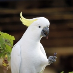 Cacatua galerita at Higgins, ACT - 19 Mar 2016