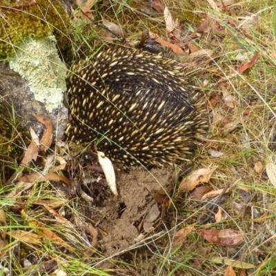 Tachyglossus aculeatus (Short-beaked Echidna) at Acton, ACT - 20 Jan 2017 by RWPurdie