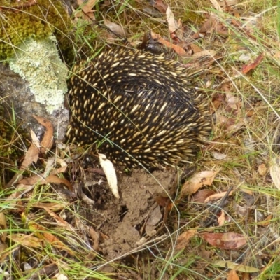 Tachyglossus aculeatus (Short-beaked Echidna) at Black Mountain - 19 Jan 2017 by RWPurdie