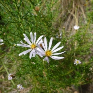 Olearia tenuifolia at Acton, ACT - 23 Jan 2017