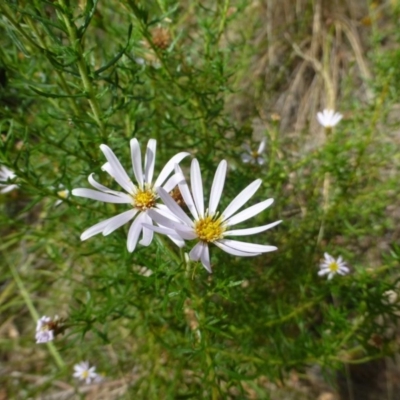 Olearia tenuifolia (Narrow-leaved Daisybush) at Acton, ACT - 23 Jan 2017 by RWPurdie