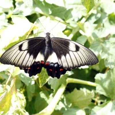 Papilio aegeus (Orchard Swallowtail, Large Citrus Butterfly) at Higgins, ACT - 30 Jan 2016 by Alison Milton