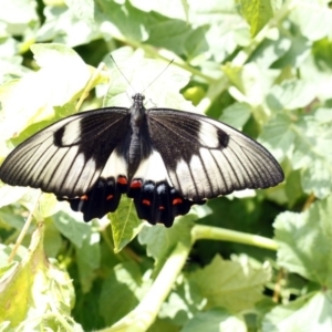 Papilio aegeus at Higgins, ACT - 30 Jan 2016