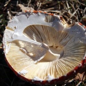 Amanita muscaria at Parkes, ACT - 11 Jun 2016 10:23 AM