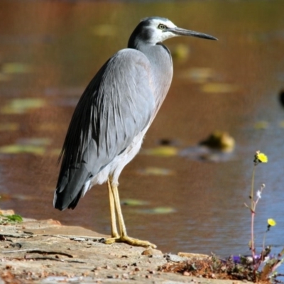 Egretta novaehollandiae (White-faced Heron) at Commonwealth & Kings Parks - 11 Jun 2016 by Alison Milton