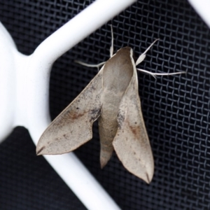 Hippotion scrofa at Higgins, ACT - 2 Nov 2013