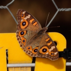 Junonia villida (Meadow Argus) at Gungahlin, ACT - 23 Jan 2017 by CedricBear