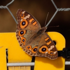 Junonia villida (Meadow Argus) at Gungahlin, ACT - 22 Jan 2017 by CedricBear