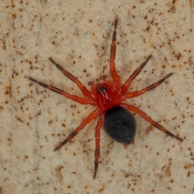 Nicodamidae (family) (Red and Black Spider) at Mulligans Flat - 22 Jan 2017 by CedricBear