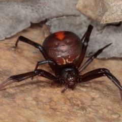 Latrodectus hasselti (Redback Spider) at Gungahlin, ACT - 23 Jan 2017 by CedricBear