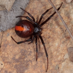 Latrodectus hasselti at Gungahlin, ACT - 23 Jan 2017 08:42 AM