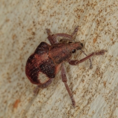 Gonipterus pulverulentus (Eucalyptus weevil) at Mulligans Flat - 22 Jan 2017 by CedricBear