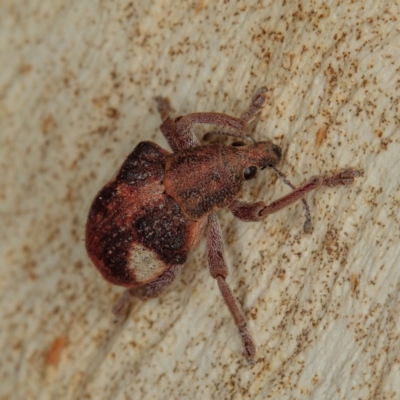 Gonipterus pulverulentus (Eucalyptus weevil) at Gungahlin, ACT - 23 Jan 2017 by CedricBear