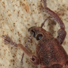 Gonipterus pulverulentus at Gungahlin, ACT - 23 Jan 2017