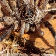Tasmanicosa sp. (genus) (Unidentified Tasmanicosa wolf spider) at Mulligans Flat - 22 Jan 2017 by CedricBear