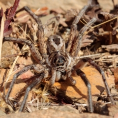 Tasmanicosa sp. (genus) at Gungahlin, ACT - 23 Jan 2017