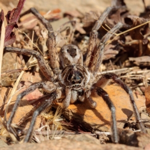 Tasmanicosa sp. (genus) at Gungahlin, ACT - 23 Jan 2017