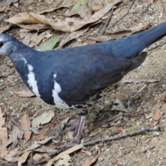 Leucosarcia melanoleuca (Wonga Pigeon) at Tidbinbilla Nature Reserve - 22 Jan 2017 by JohnBundock