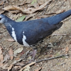 Leucosarcia melanoleuca (Wonga Pigeon) at Paddys River, ACT - 22 Jan 2017 by JohnBundock