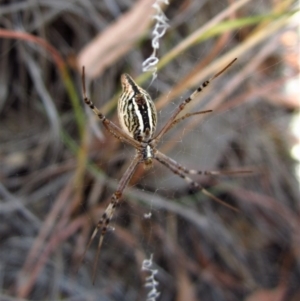 Argiope protensa at Cook, ACT - 19 Jan 2017 03:35 PM