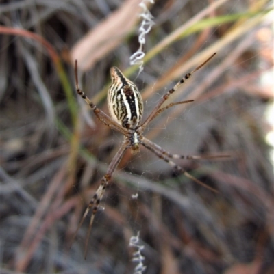 Argiope protensa (Long-tailed Argiope) at Mount Painter - 19 Jan 2017 by CathB