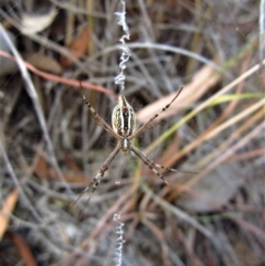 Argiope protensa at Cook, ACT - 19 Jan 2017 03:35 PM