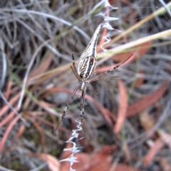 Argiope protensa at Cook, ACT - 19 Jan 2017 03:35 PM