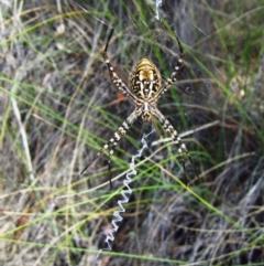 Argiope trifasciata (Banded orb weaver) at Cook, ACT - 31 Dec 2014 by CathB