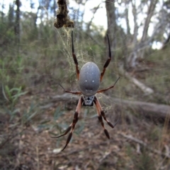 Trichonephila edulis (Golden orb weaver) at Aranda Bushland - 3 May 2015 by CathB