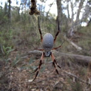 Trichonephila edulis at Aranda, ACT - 3 May 2015 05:11 PM