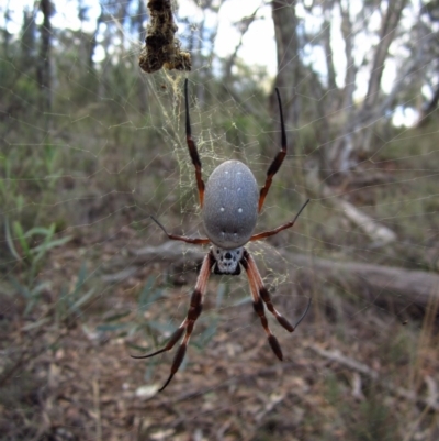 Trichonephila edulis (Golden orb weaver) at Aranda Bushland - 3 May 2015 by CathB