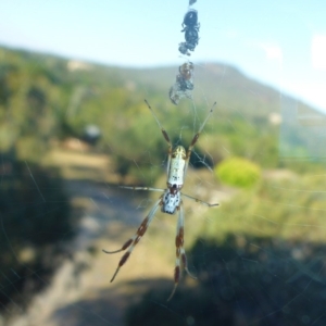 Trichonephila edulis at Reid, ACT - 19 Jan 2017