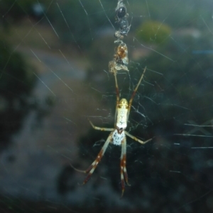 Trichonephila edulis at Reid, ACT - 19 Jan 2017