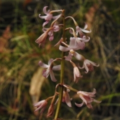 Dipodium roseum (Rosy Hyacinth Orchid) at Paddys River, ACT - 23 Jan 2017 by JohnBundock