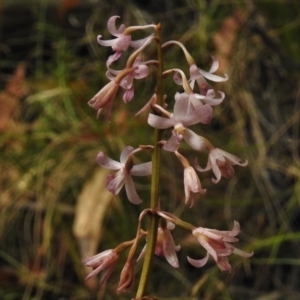 Dipodium roseum at Paddys River, ACT - suppressed