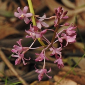 Dipodium roseum at Paddys River, ACT - suppressed