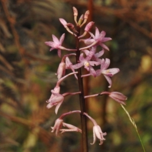 Dipodium roseum at Paddys River, ACT - suppressed