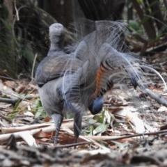 Menura novaehollandiae (Superb Lyrebird) at Tidbinbilla Nature Reserve - 23 Jan 2017 by JohnBundock