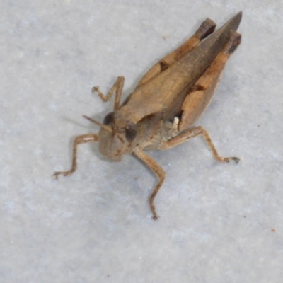 Phaulacridium vittatum (Wingless Grasshopper) at Reid, ACT - 7 Jan 2017 by JanetRussell