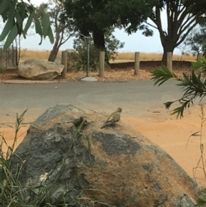 Psephotus haematonotus at Belconnen, ACT - 23 Jan 2017